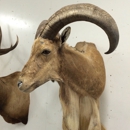 Imperial Taxidermy - Taxidermists