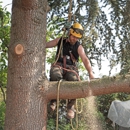 Hard Work Tree Services - Tree Service