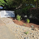 American Arbor Tree Care