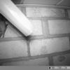 Conscious Critter Removal gallery
