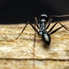 H & H Pest Services gallery