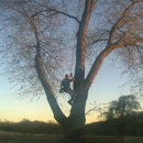 Monkee Inc - Tree Service