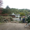 JC Tree Care & Landscape gallery