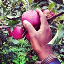Masker Orchards - Fruit & Vegetable Markets