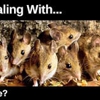 Animal & Pest Control Specialists, Inc. gallery