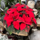 Blanchard's Blossoms and Garden Center