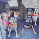 Ultimate Canine Adventures - Pet Boarding & Kennels