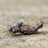 Azalea City Exterminating gallery
