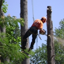 Majestic Tree Care - Tree Service