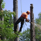 Majestic Tree Care