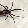 Black Widow Pest Control gallery