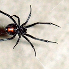 Black Widow Pest Control