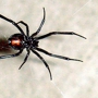 Black Widow Pest Control
