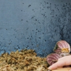 Drake Pest Management gallery
