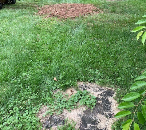 Absolute Stump Grinding - Crestwood, KY