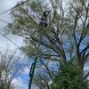 Anthony's Tree Service & Landscape gallery