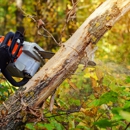 Professional Tree Care Crew - Tree Service