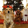 Woof Gang Bakery & Grooming Westlake gallery
