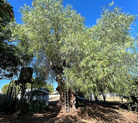 Central west trees