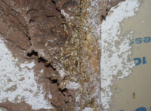 POD's Pest Control - Garbutt, QLD