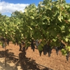 David Arthur Vineyards gallery