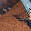 Bella Mulch gallery