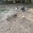 Honey Paws Dog Boarding - Pet Boarding & Kennels