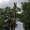 Tree Trimming Services & More LLC gallery