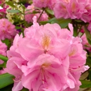 The Picker's Patch - Garden Centers