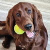 Pampered Pets & Places gallery
