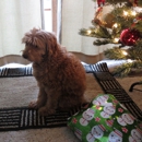 Jensen Beach Animal Hospital - Veterinary Clinics & Hospitals