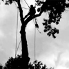 Tree Work gallery