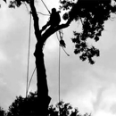 Tree Work - Tree Service