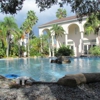 Dog Days Pool gallery