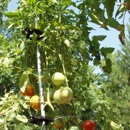 Veggie Cage - Lawn & Garden Equipment & Supplies