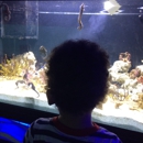San Antonio Aquarium - Public Aquariums