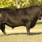 Flying H Genetics