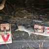 Natural Rodent Control gallery