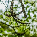 Advanced Tree Care - Tree Service