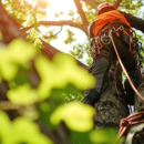 Preservation Tree Care Inc - Tree Service