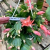 Rose Floral And Greenhouse gallery