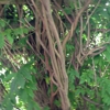 Woodland Village gallery
