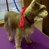 LRC Small Dog Grooming Salon & More gallery