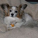 Canine Social Club - Associations