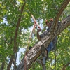 Omni Tree Service, Inc. gallery