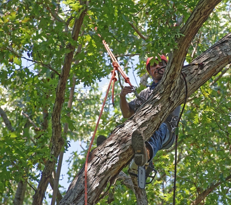 Omni Tree Service, Inc. - Ballwin, MO