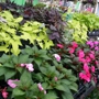 Countryside Nursery & Garden Center