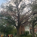 All Good Lawn & Tree Services - Tree Service