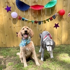 The Bark Haus