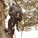 Mike's Tree Service - Arborists